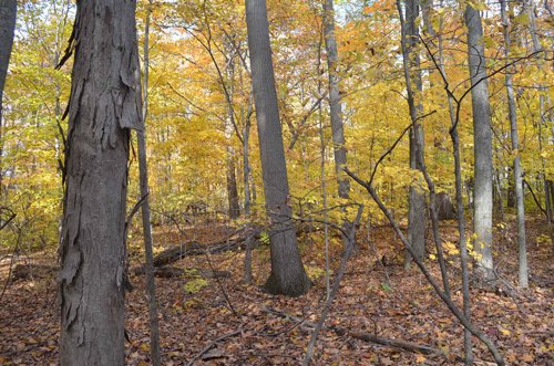 Property photo 30 - 75.3 Acres Offered in 2 Tracts
